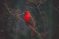 Early birds I saw this guy eating off the crepe myrtle through the back window of my house and decided to take a picture. This was shot through the window so I didn’t think it would be all that great but after playing with it in post I absolutely love this picture. bird,animal,cardinal