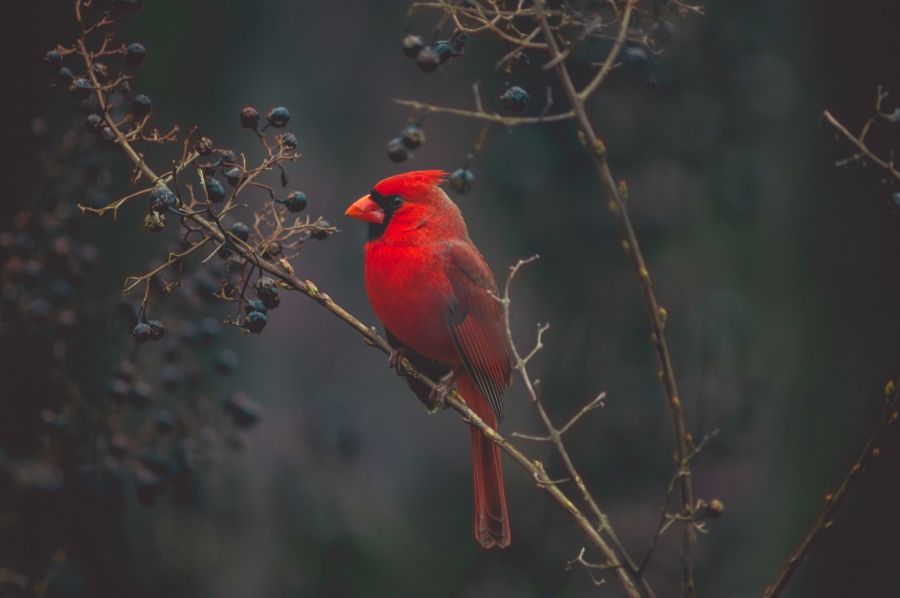 Early birds I saw this guy eating off the crepe myrtle through the back window of my house and decided to take a picture. This was shot through the window so I didn’t think it would be all that great but after playing with it in post I absolutely love this picture. bird,animal,cardinal