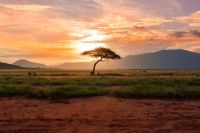 Nature Alsace Sunset tree in Kenya Safari, Africa nature,africa,kenya