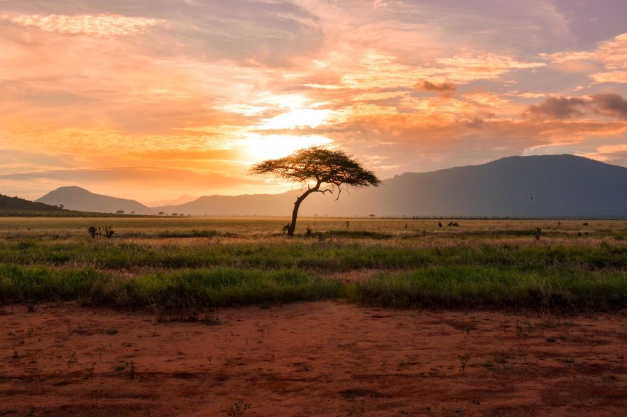 Nature Alsace Sunset tree in Kenya Safari, Africa nature,africa,kenya