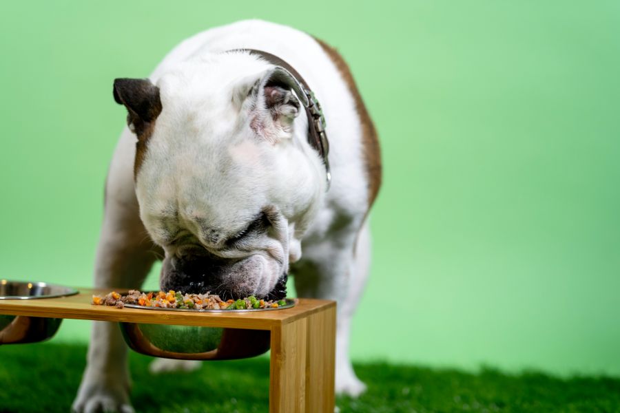 dogs dinner  Bulldog eating Kabo foods. 