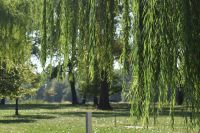 willow trees  