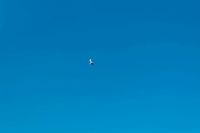 Animal abandon Pigeon flying in the blue sky nature,animal,bird