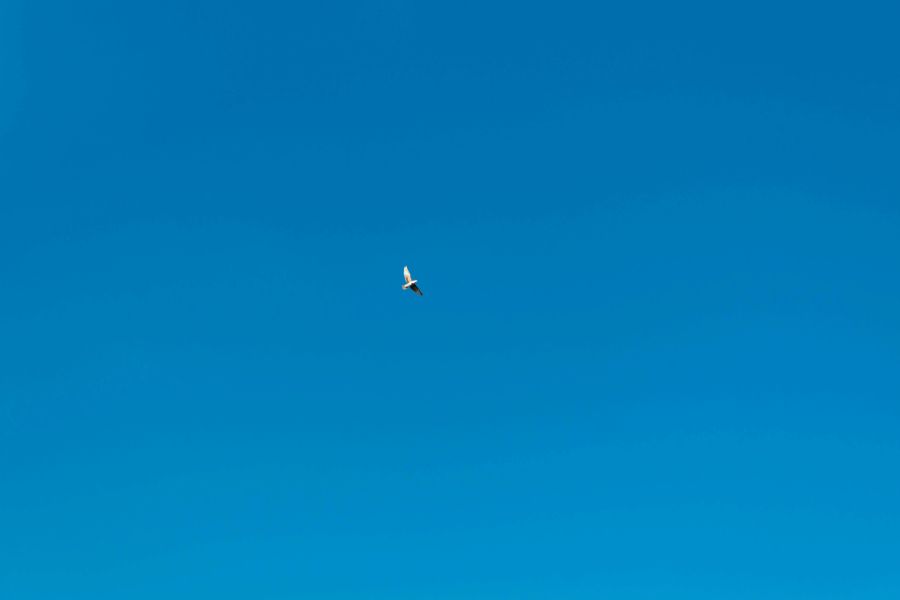 Animal abandon Pigeon flying in the blue sky nature,animal,bird