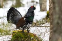 Capercaillie forest Last year in March, I encountered this stunning capercaillie in the Finnish woods. It was actively defending its territory while searching for a mate. Witnessing it in real life was an unforgettable experience for me. These birds are truly magnificent. 