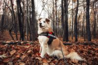 dog safety  