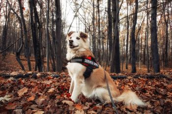 dog safety