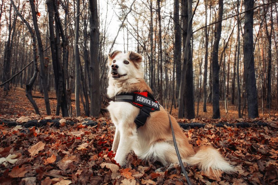 dog safety  