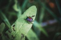 Japanese beetle A Japanese Beetle perched on a leaf. 