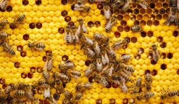 bees farming Beekeeper holding a honeycomb full of bees, the beekeeper inspects the honeycomb frame in an apiary., beekeeping concept