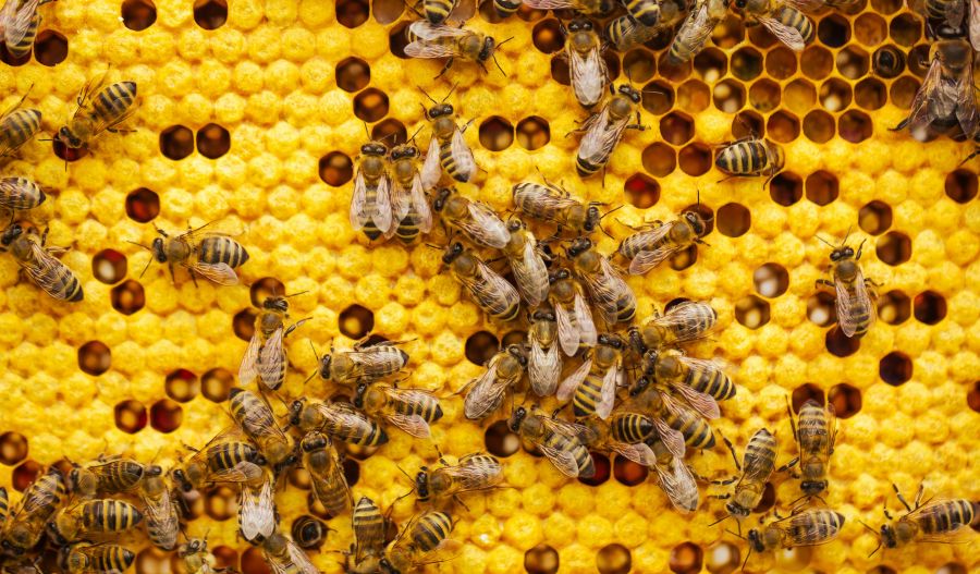 bees farming Beekeeper holding a honeycomb full of bees, the beekeeper inspects the honeycomb frame in an apiary., beekeeping concept 