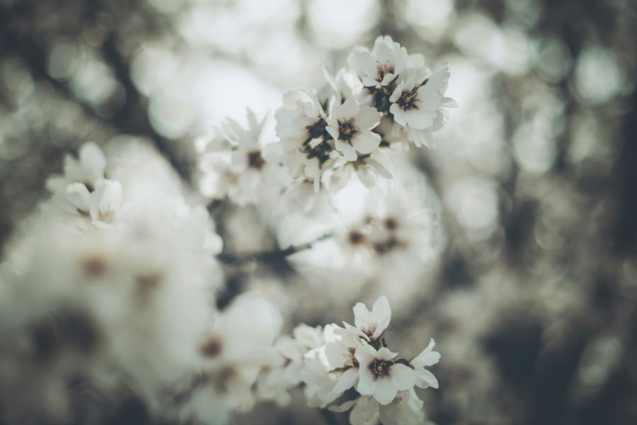 almond blossoms Almond Blossoms 