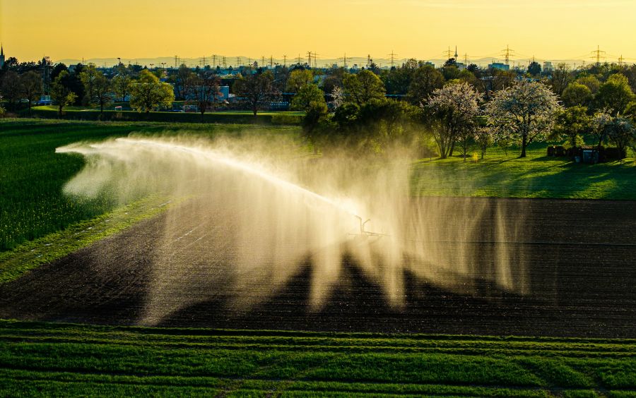 Water management A sprinkler irrigation system sprays water over a cultivated field, creating a mist in the air. The surrounding area includes green grass, trees with spring foliage, and a backdrop of buildings and utility poles under early morning light. 