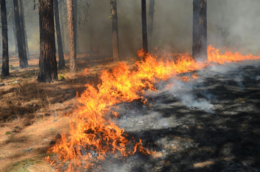 wildfire recovery  