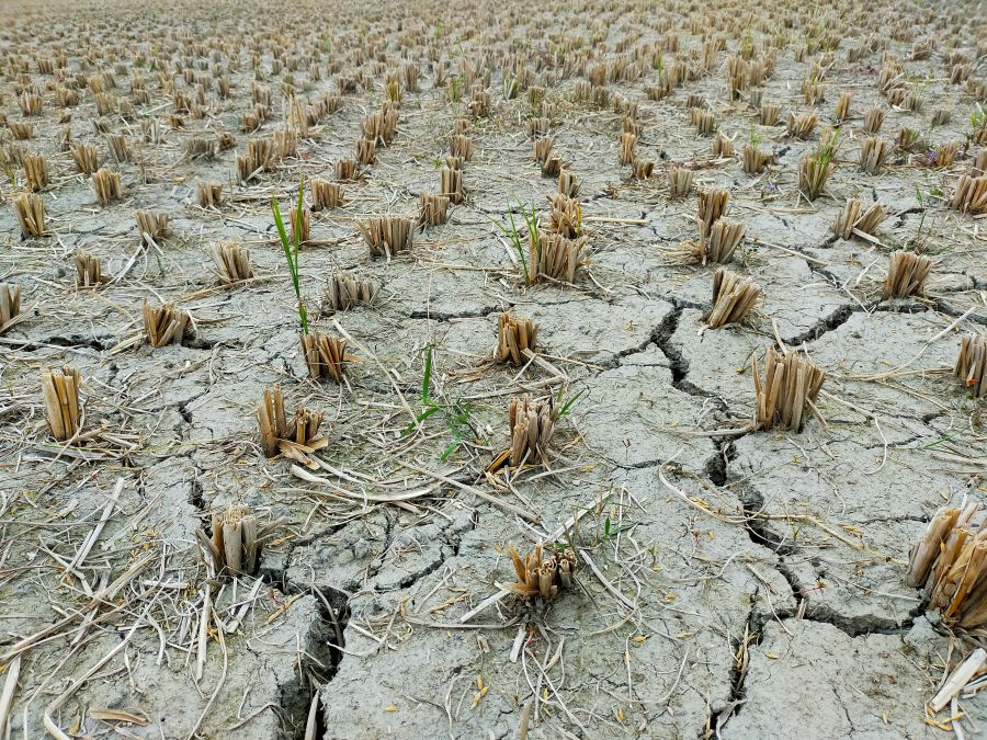 Water scarcity  