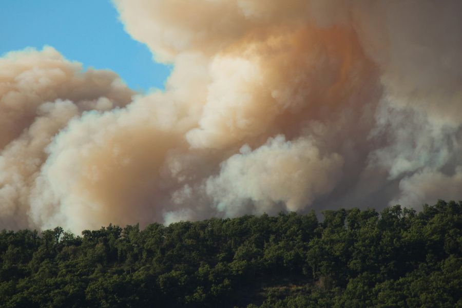 Wildfire Forest  