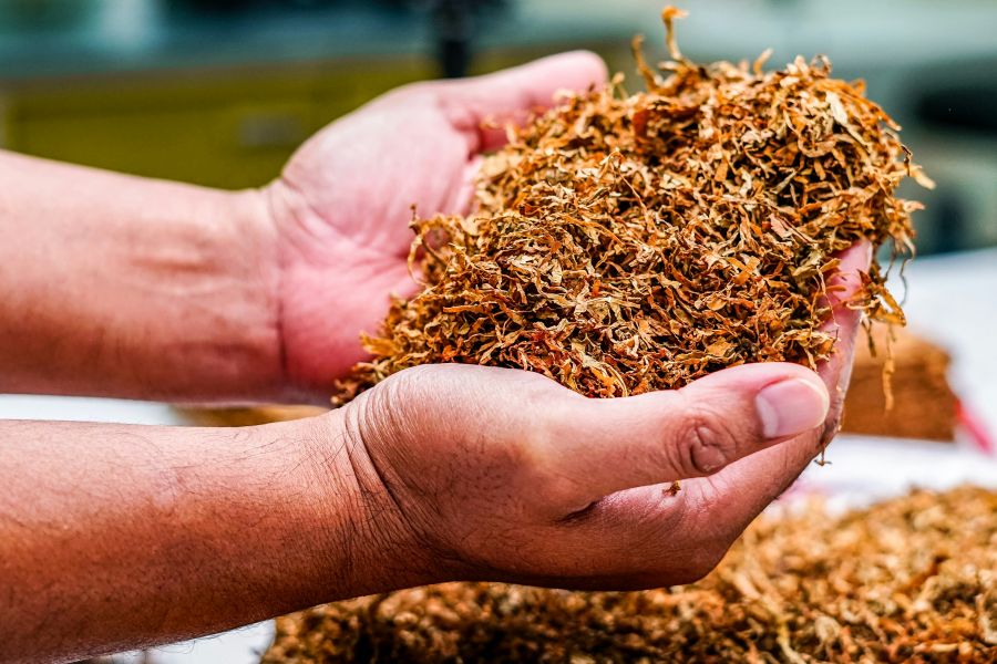 nicotine hand holding a piece of tobacco
