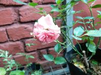 Enticing Beautiful pink color Rose flower in garden
 sri lanka,plant,blossom