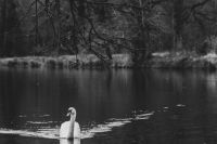 Libération is Swan swims alone at the lake, black and white winter scene grey,france,hec paris le château