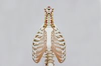 Bones Thorasic Cavity spinal column treatment,lungs,back correction