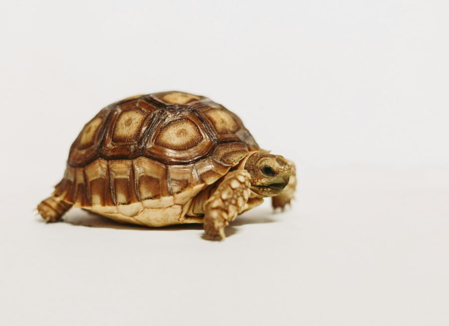 Turtle Tortoise