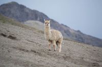 Llama Alpaca in Peru cusco,перу,vinicunca rainbow mountain