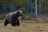 bears  