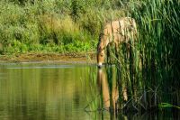 Groundwater Konik horse drinking at a water hole. Wild Konik horse, partly hidden behind the reeds, takes a drink at a water hole in a dune valley in the coastal dunes. Large herbivores like Koniks are brought back to European nature reserves and live in the wild, to help maintain the natural eco-systems. Noord Holland Dunes Reserve at Egmond aan Zee, the Netherlands. egmond aan zee,nederland,nature