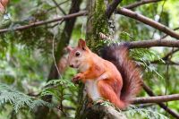 Squirrel A playful squirrel defies gravity, perched upside down on a tree trunk. Tallinn, Estonia. tree,tallinn,estonia,