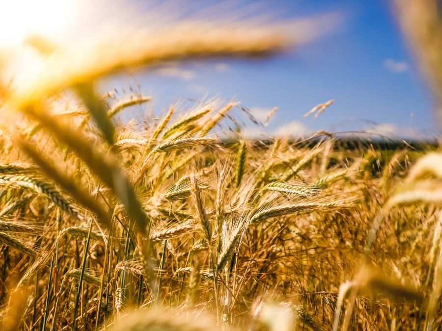 Agriculture  farm,agriculture,germany