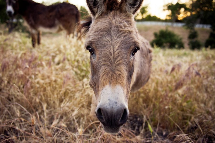 donkey Big Eyes 