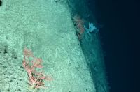 Marine Le Scientists on the NOAA Ship HENRY B. BIGELOW used a towed camera system to ground-truth areas previously mapped by NOAA Ships OKEANOS EXPLORER andFERDINAND R. HASSLER. The camera imaged this deep-sea coral, Paragorgiaarborea, on the edge of Hendrickson Canyon (ca. 1,775 meters) in the TomsCanyon complex. marine,thunderstorm,storm