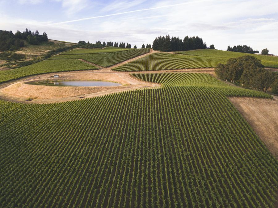 Vineyard This has become one of my favorite locations for drone photography. These neatly arranged vineyards cover this hill outside of Salem, Oregon. I made my flight in the evening so the sun and parallel lines of the vineyard brought out those sexy sexy curves. And now I want wine... 