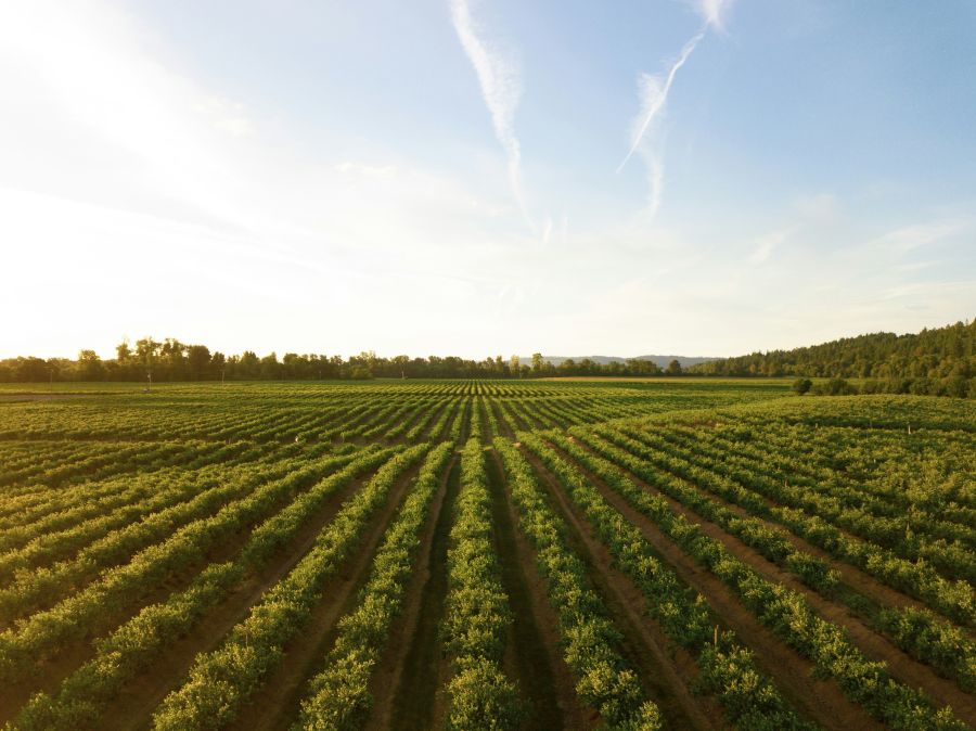 Farm This shot makes me thirsty! I love how this shot turned out. I was about 10 meters above the ground with my Mavic Pro. This is a small winery in the mid-Willamette Valley outside Salem, Oregon. This is one of the biggest wine-producing areas in the country and it makes for some wonderful evening drone flights.  farm,agriculture,wine