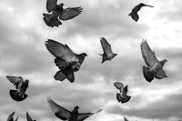 Pigeons Action shot of pigeons scattering and flying away with the sky cloudy background. new york,usa,east end avenue