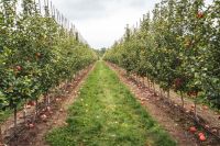 Orchards  apple,orchard,fall