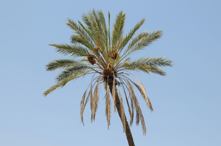Jam Jam palm iran,bushehr province,jam