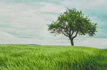 Tree care Tree in green wheat field