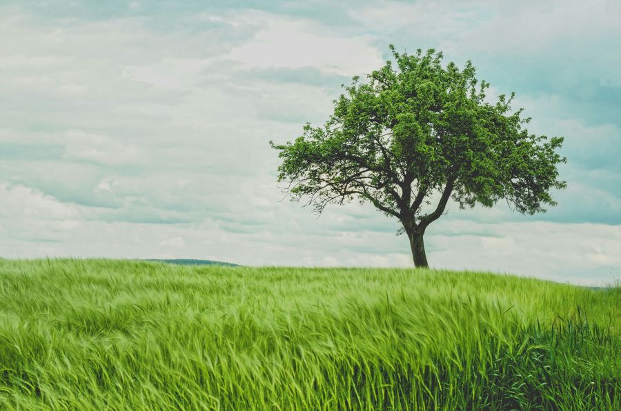 Tree care Tree in green wheat field 