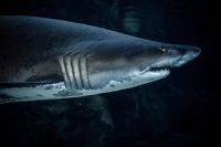 Threat Capetown shark animal,sea animal,shark