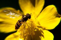 biodiversity  