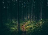 Forest Search Lost in the Wilderness nature,forest,sweden