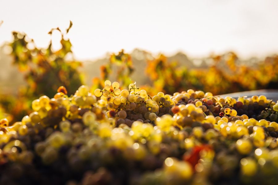 Wine regional grapes wine,barossa valley,australia