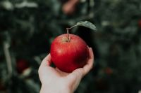 Apple A hand holding an apple 