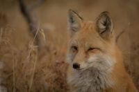 carnivore mammals Fox by a field animal,fox,silverthorne