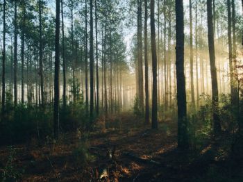 Forest conservation Illuminated woods