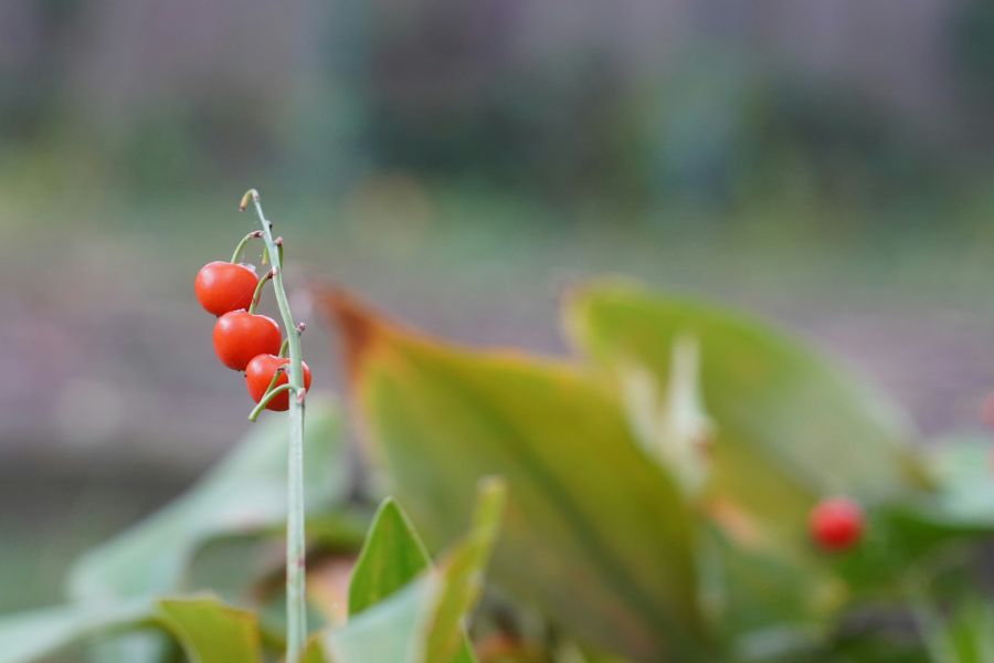 edible plants