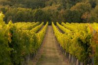 Grapes Vineyard  