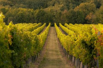 Grapes Vineyard