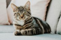 Cat adoption  